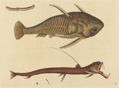 De Adderbek Silurus cataphractus, gepubliceerd 1731-1743 door Mark Catesby