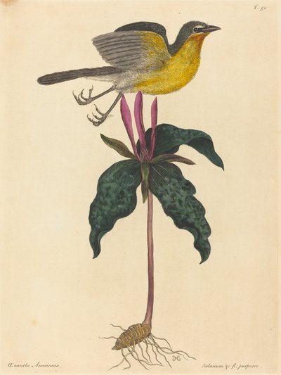De Geelborstzanger door Mark Catesby