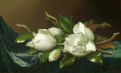 Magnolia