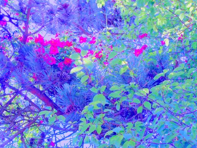 Planten door Martina Konitzky