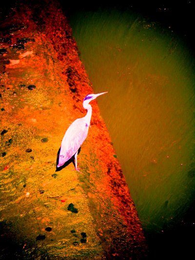 Reiger aan de rivier door Martina Konitzky