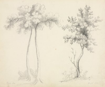 Studies van Upas- en Esdoornbomen door Mary Altha Nims