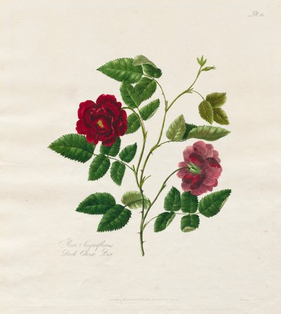 Een Collectie Rozen uit de Natuur: Donkere Chinese Roos, 1799 door Mary Lawrence