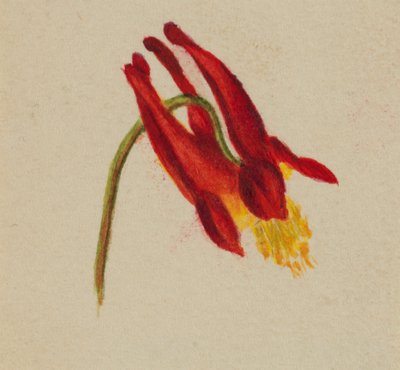 (Zonder titel) door Mary Vaux Walcott
