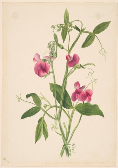 (Zonder titel - Bloemenstudie) door Mary Vaux Walcott