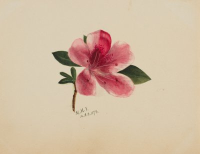 (Zonder titel - Bloemenstudie) door Mary Vaux Walcott