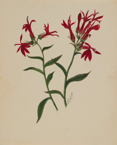 (Zonder titel - Bloemenstudie) door Mary Vaux Walcott