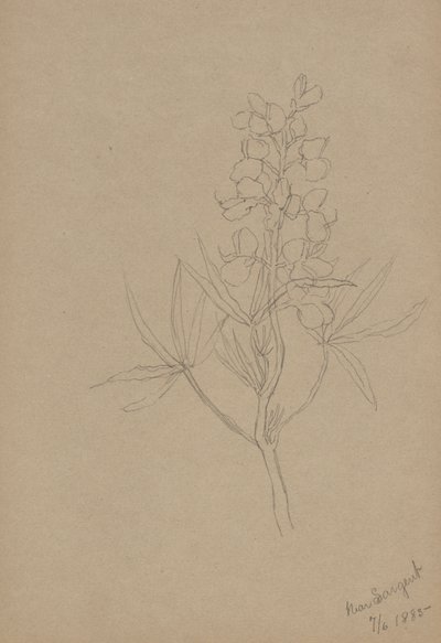 (Zonder titel - Bloemenstudie) door Mary Vaux Walcott