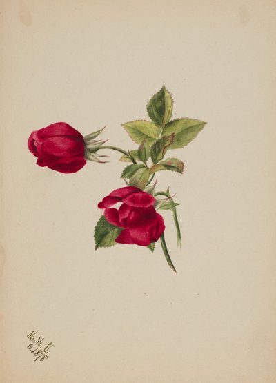 (Zonder titel - Roos) door Mary Vaux Walcott