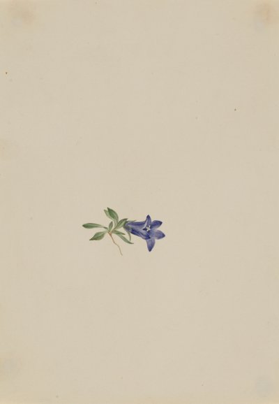 Alpenhazelaar (Campanula lasiocarpa) door Mary Vaux Walcott