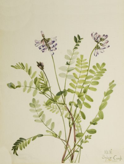 Alpenmelk Astragalus alpinus, 1921 door Mary Vaux Walcott