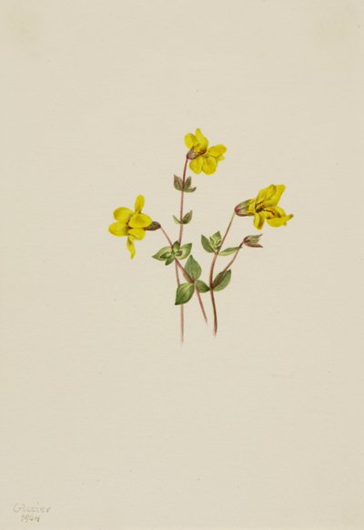 Alpen Aapbloem Mimulus caespitosus, 1904 door Mary Vaux Walcott