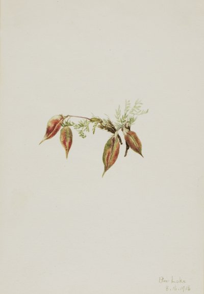 Alpenwortel (Oxytropis podocarpa) door Mary Vaux Walcott
