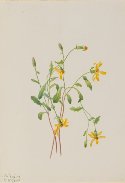 Alpenkruiskruid Senecio soort door Mary Vaux Walcott
