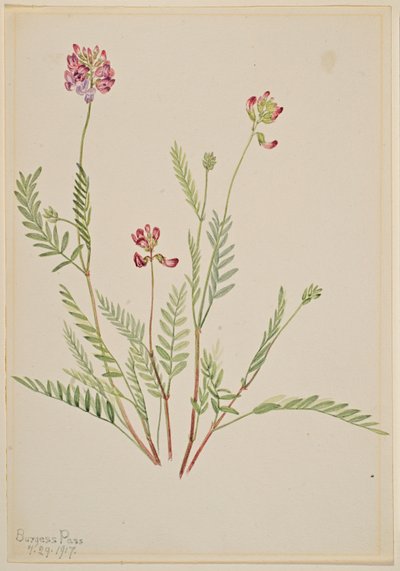 Alpenwikke (Astragalus bourgovii) door Mary Vaux Walcott