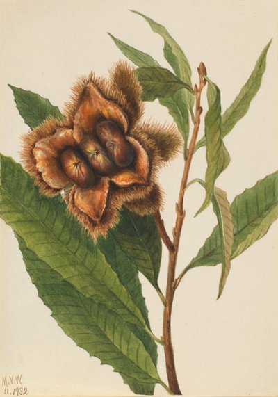 Amerikaanse kastanje (Castanea dentata) door Mary Vaux Walcott