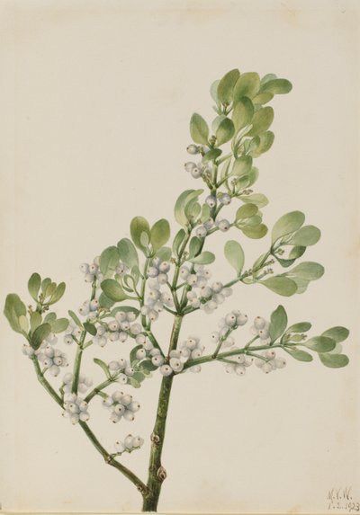 Amerikaanse maretak (Phoradendron flavescens) door Mary Vaux Walcott