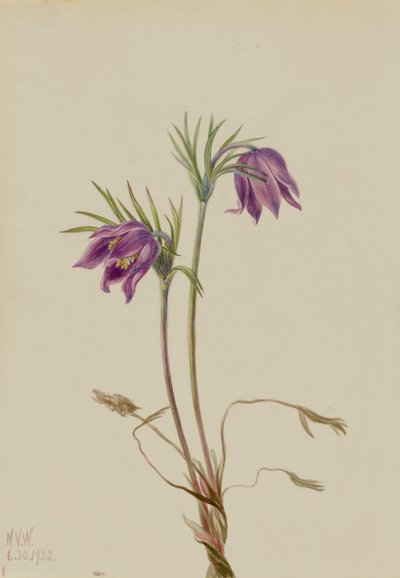 Amerikaanse Pasqueflower Pulsatilla ludoviciana, 1922 door Mary Vaux Walcott