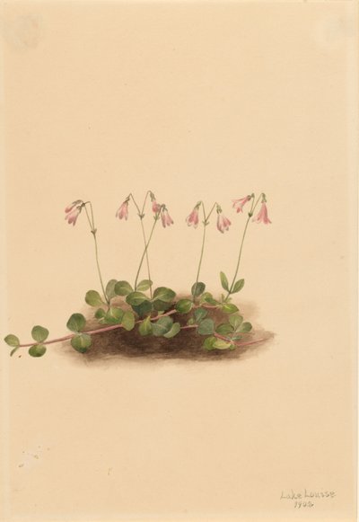 Amerikaanse Tweelingbloem (Linnaea borealis americana) door Mary Vaux Walcott