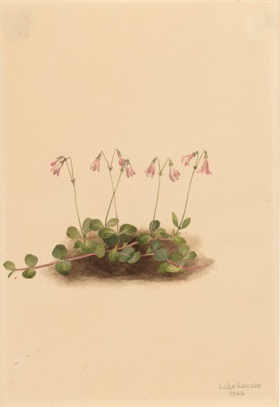 Amerikaanse Tweebloem Linnaea borealis americana door Mary Vaux Walcott