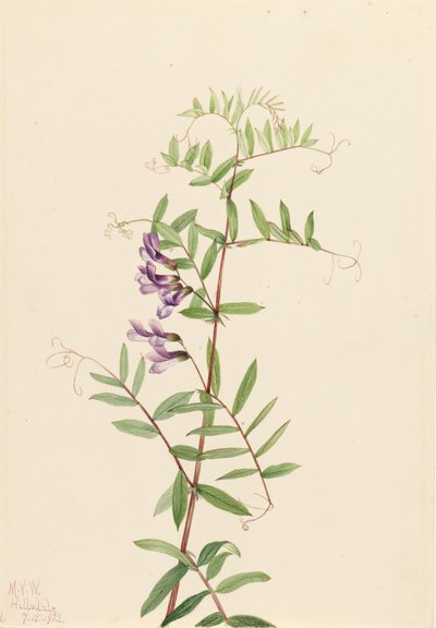 Amerikaanse Wikke Vicia americana, 1922 door Mary Vaux Walcott
