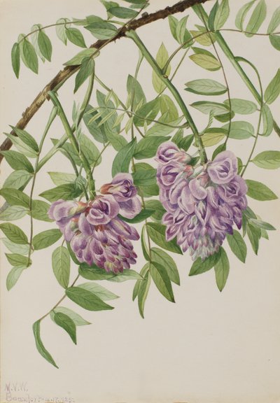 Amerikaanse Wisteria Kraunhia frutescens, 1925 door Mary Vaux Walcott