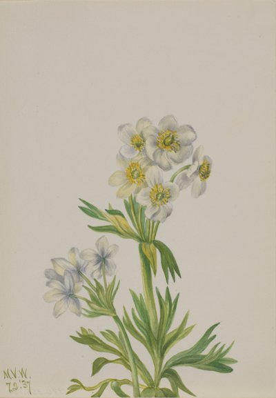 Anemoon Anemone zephyra, 1937 door Mary Vaux Walcott