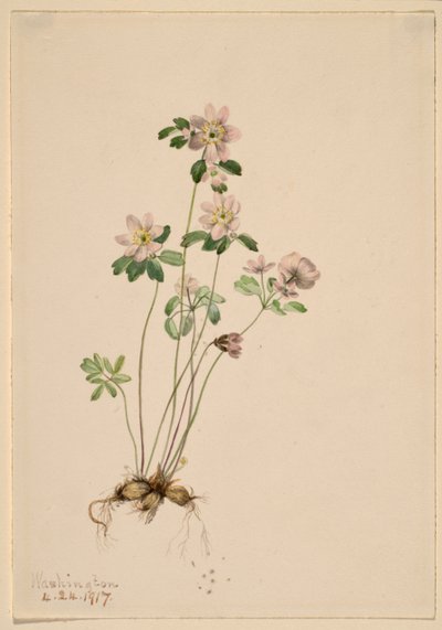 Anemonella (Syndesmon thalictroides) door Mary Vaux Walcott
