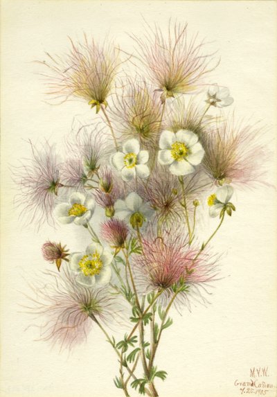 Apache Plume Fallugia paradoxa, 1935 door Mary Vaux Walcott