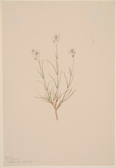 Arenaria formosa door Mary Vaux Walcott