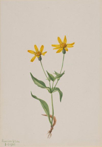 Arnica alpina, 1905 door Mary Vaux Walcott