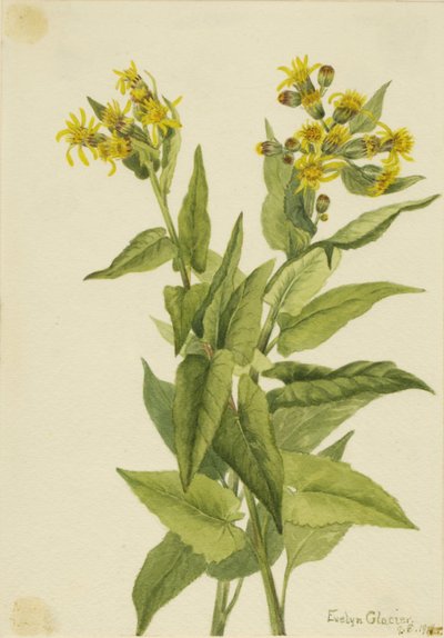 Pijlbladige aardbei (Senecia triangularis) door Mary Vaux Walcott