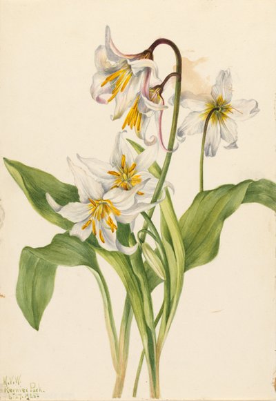 Lawinelelie (Erythronium montanum) door Mary Vaux Walcott