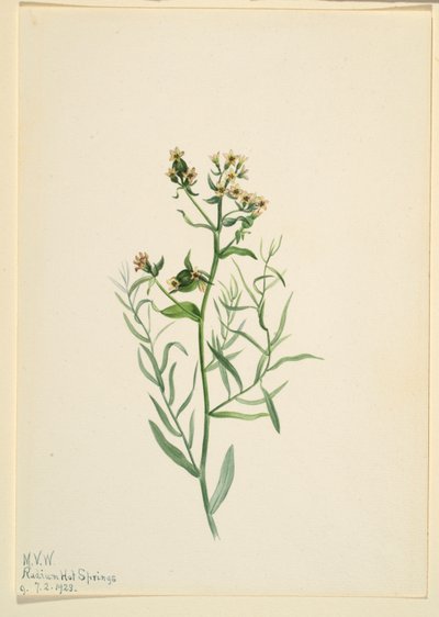 Bastaardklaver (Comandra pallida) door Mary Vaux Walcott