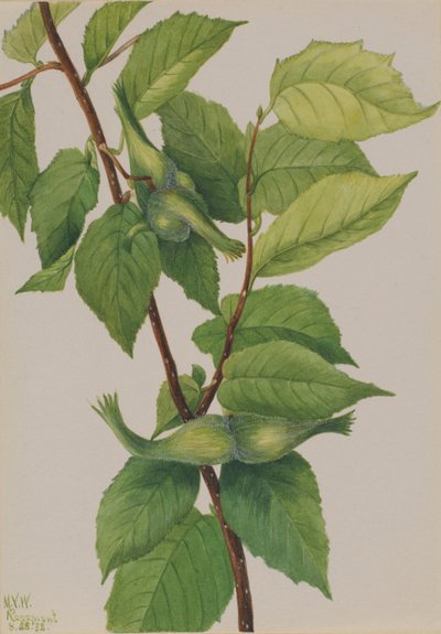 Gesnavelde hazelnoot (Corylus rostrata) door Mary Vaux Walcott