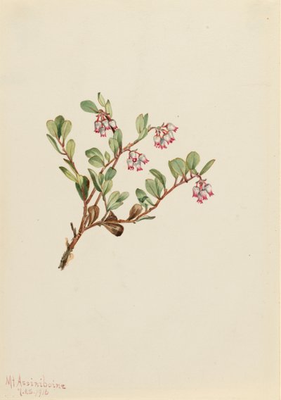 Berendruif (Arctostaphylos uva-ursi) door Mary Vaux Walcott