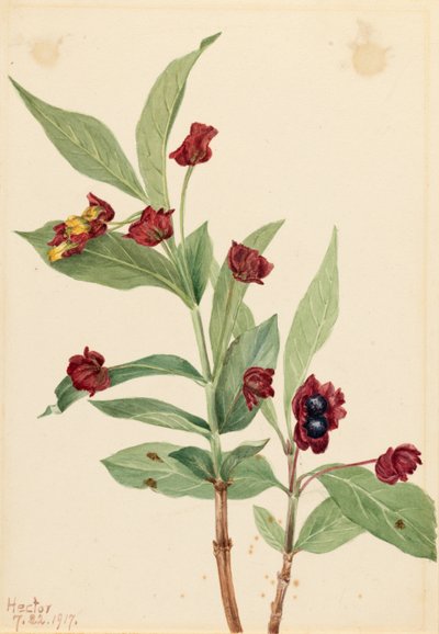 Gewone kamperfoelie (Lonicera involucrata) door Mary Vaux Walcott