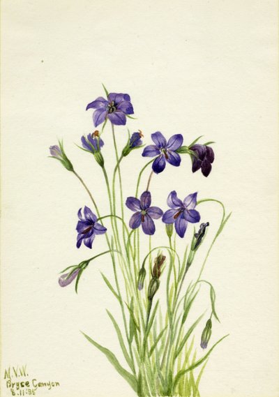 Klokjesbloem (Campanula) door Mary Vaux Walcott