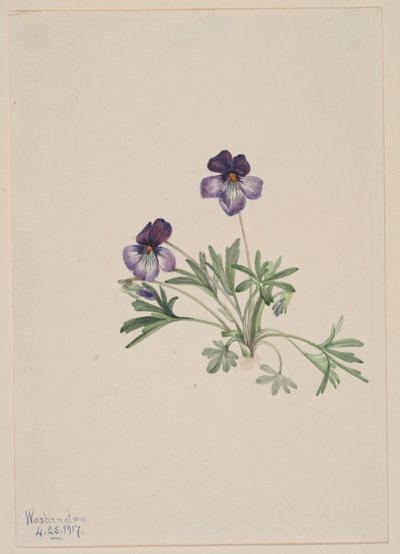 Viooltje (Viola pedata) door Mary Vaux Walcott