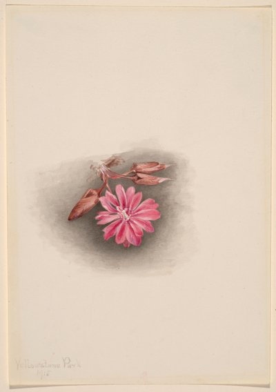 Bitterwortel (Lewisia redivivivia) door Mary Vaux Walcott