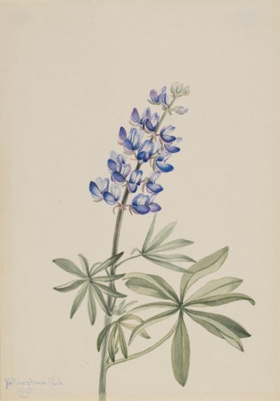 Blauwe Lupine Lupinus argenteus, 1915 door Mary Vaux Walcott