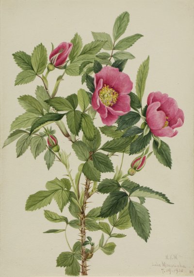 Rozenknop (Rosa bourgeauiana) door Mary Vaux Walcott