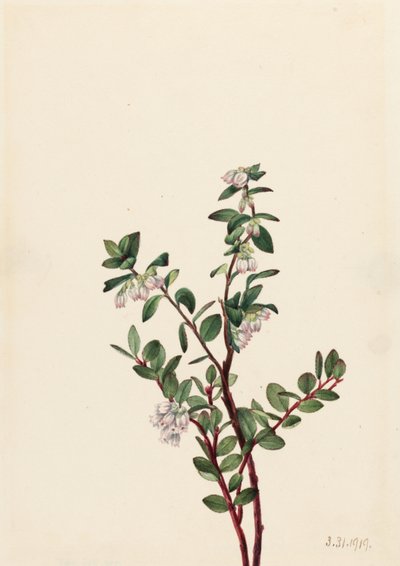 Dotterbloem (Gaylussacia brachycera) door Mary Vaux Walcott