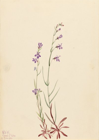 Brook Lobelia (Lobelia kalmii) door Mary Vaux Walcott