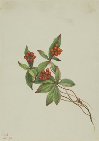 Rode bosbes (Cornus canadensis) door Mary Vaux Walcott