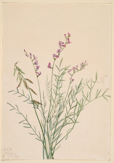 Burgess milkvetch (Astragalus bourgovii) door Mary Vaux Walcott