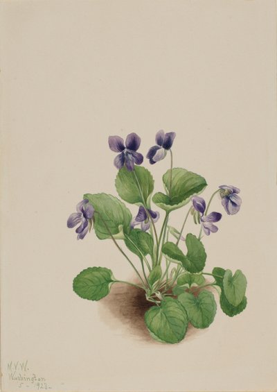 Vlinderviooltje (Viola papilionacea) door Mary Vaux Walcott