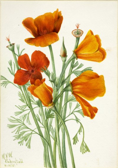 Californische klaproos (Eschscholtzia californica) door Mary Vaux Walcott
