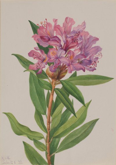 Californische roos (Rhododendron californicum) door Mary Vaux Walcott