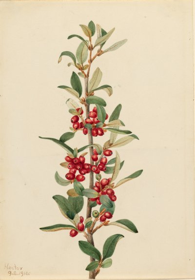 Canadese boterbloem (Lepargyrea canadensis) door Mary Vaux Walcott